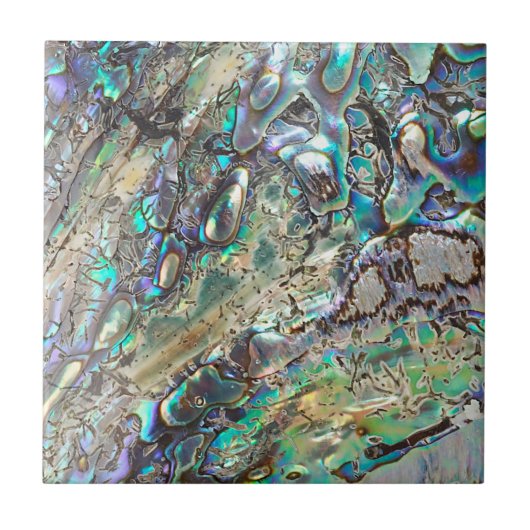 女王のpauaの貝 タイル (正面)