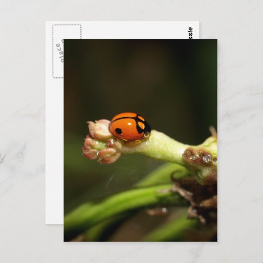 女 ポストカード (正面/裏面)