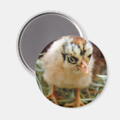 女 マグネット (正面/裏面)