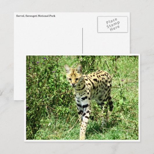 奴隷の ポストカード (正面/裏面)