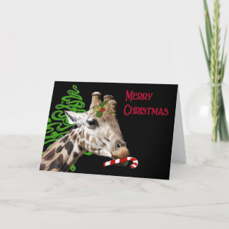 好みますキャンディ・ケーンをか。 シーズンカード