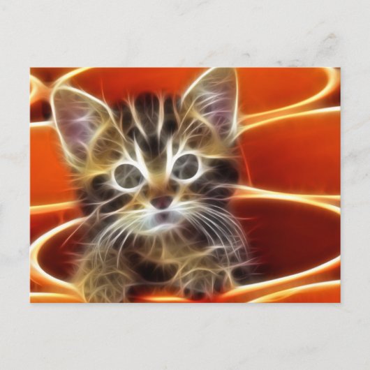 好奇な子猫 ポストカード (正面)
