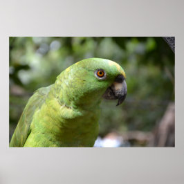 好奇のインコ ポスター