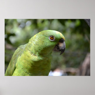 好奇のインコ ポスター