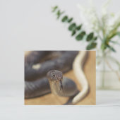 好奇のヘビ ポストカード (スタンド正面)