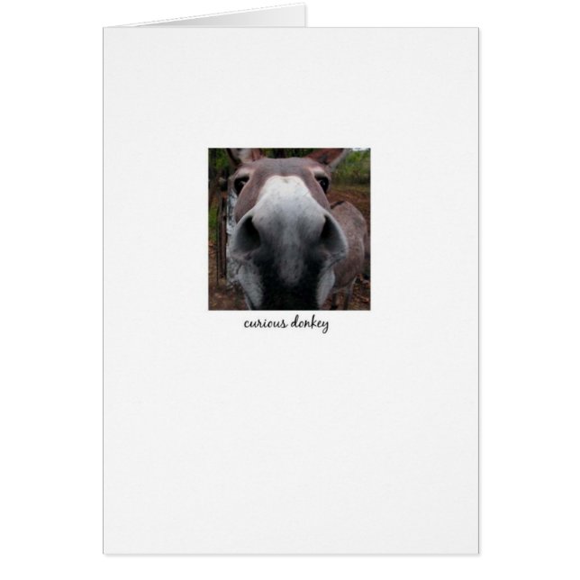 好奇心が強いろば (正面)