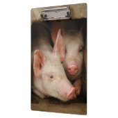 好奇心が強いコブタ クリップボード (左)