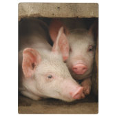 好奇心が強いコブタ クリップボード (裏面)