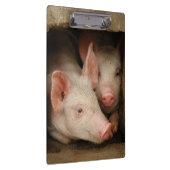 好奇心が強いコブタ クリップボード (右)