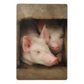 好奇心が強いコブタ ミニクリップボード (裏面)