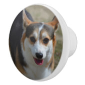 好奇心が強いコーギー セラミックノブ (右)