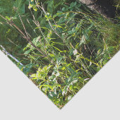 好奇心が強いツキノワグマ 薄葉紙 (詳細)