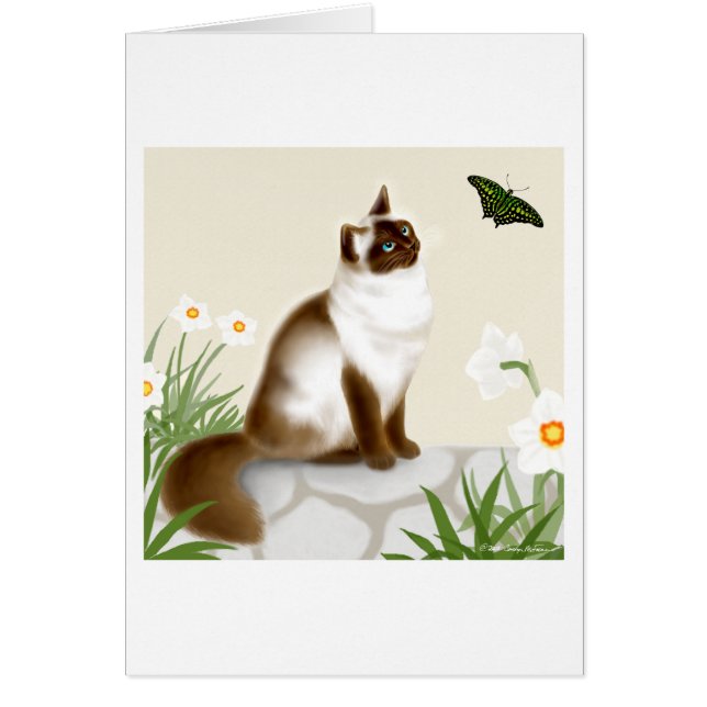 好奇心が強いヒマラヤ猫 (正面)