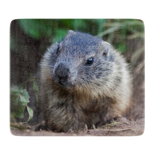 好奇心が強いベビーのMarmotのまな板 カッティングボード (正面)