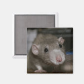 好奇心が強いラット マグネット (正面/裏面)