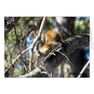 好奇心が強いリス