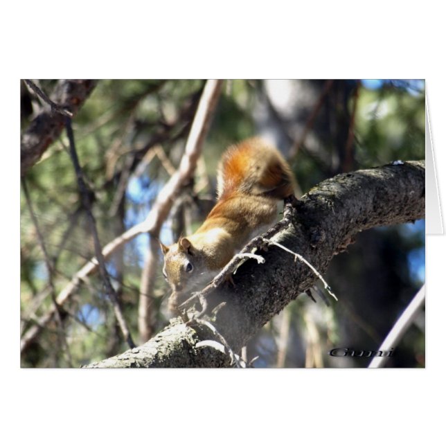 好奇心が強いリス (正面横)