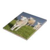 好奇心が強い子ヒツジ タイル (側面)