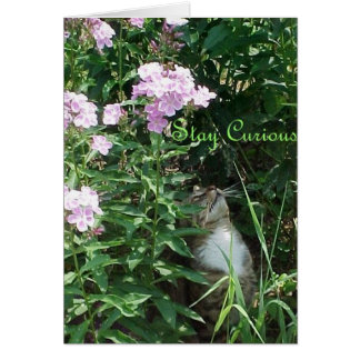 好奇心が強い滞在