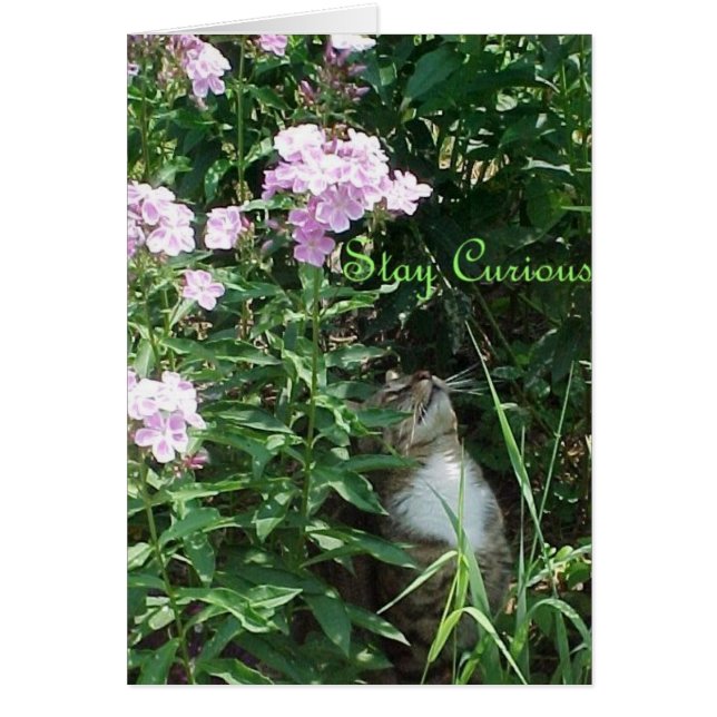 好奇心が強い滞在 (正面)