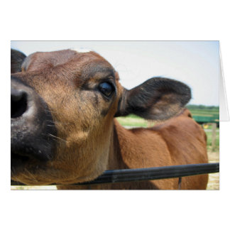 好奇心が強い牛カード