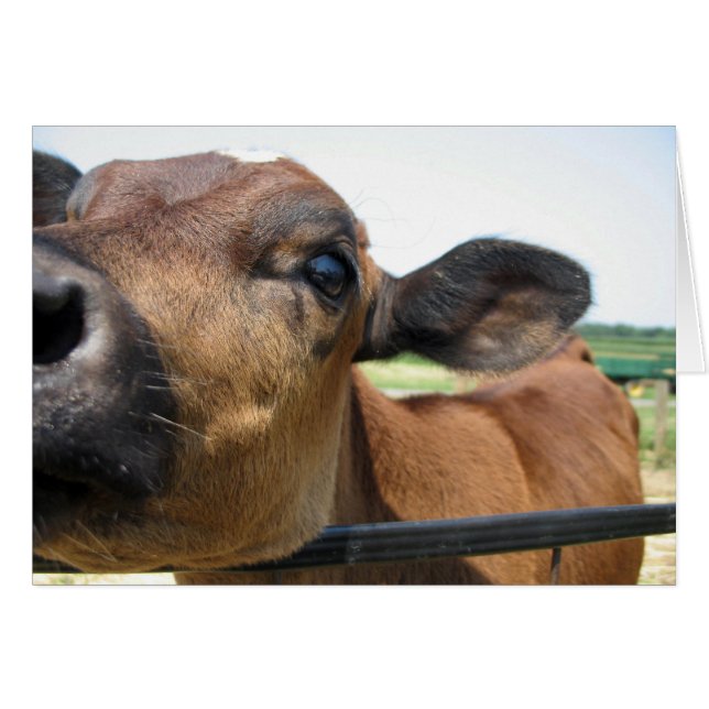 好奇心が強い牛カード (正面横)