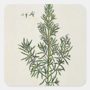 「好奇心が強い草」からのRosmarinus Officinalis、1 スクエアシール