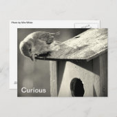 好奇心が強い ポストカード (正面/裏面)