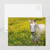 好奇心が強い ポストカード (正面/裏面)