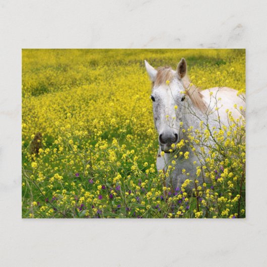 好奇心が強い ポストカード (正面)