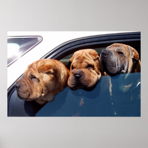 好奇心が強いShar Pei ポスター