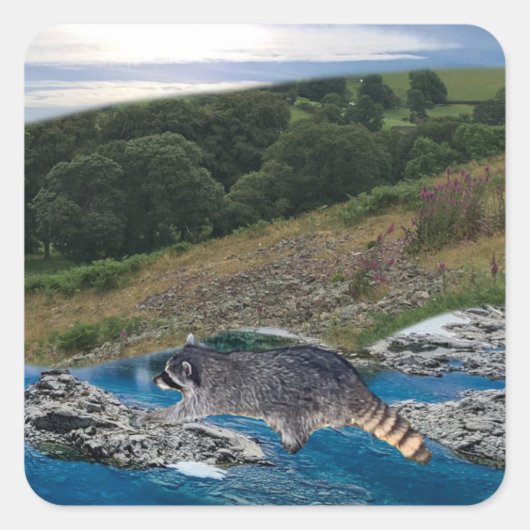 好奇心と巧妙なアライグマ正方形のステッカー スクエアシール (正面)