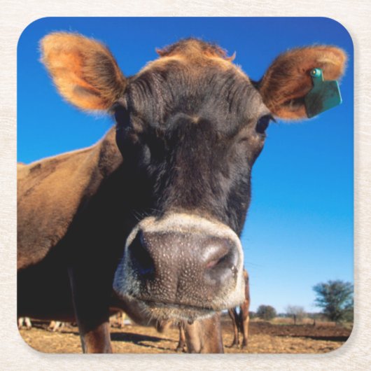 好奇心にあふれているがあっているジャージー牛 スクエアペーパーコースター (正面)