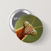 好奇心にあふれるカマキリ 缶バッジ (正面&裏面)