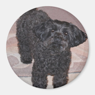 好奇心にあふれるヨークシャーテリアPoo マグネット