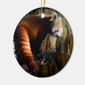 好奇心にあふれるレッサーパンダ セラミックオーナメント (左)