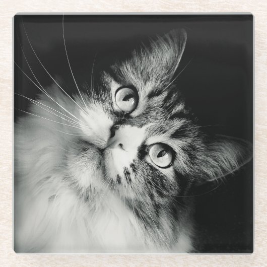 好奇心にあふれる猫の表現ガラスのコースター ガラスコースター (正面)