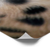 好奇心に満ちたチータポスター ポスター (角)