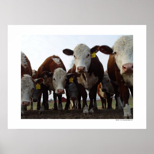 好奇心に満ちた牛1のポスター ポスター (正面)