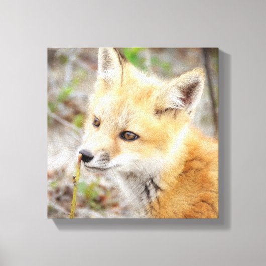 好奇心に満ちた若いキツネキット キャンバスプリント (正面)