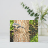 好奇心に満ちたBlue Jayはがき ポストカード (スタンド正面)