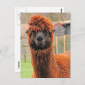 好奇心のアルパカ～ポストカード ポストカード (正面/裏面)