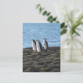 好奇心の強いペンギンが3羽 ポストカード (スタンド正面)