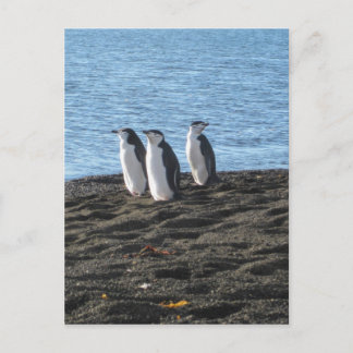 好奇心の強いペンギンが3羽 ポストカード