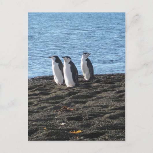 好奇心の強いペンギンが3羽 ポストカード (正面)