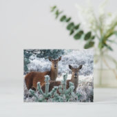 好奇心の鹿の葉書 ポストカード (スタンド正面)