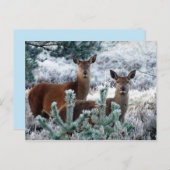 好奇心の鹿の葉書 ポストカード (正面/裏面)