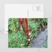 好奇心をそそるはがき ポストカード (正面/裏面)