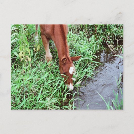 好奇心をそそるはがき ポストカード (正面)