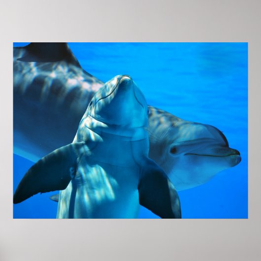 好奇心をそそるイルカのポスター ポスター (正面)